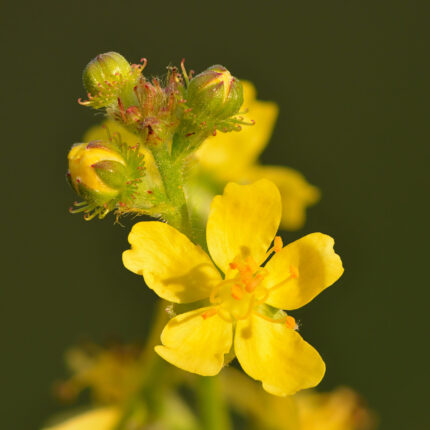 agrimony bach flower remedy