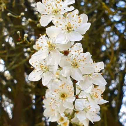cherry plum bach flower remedy