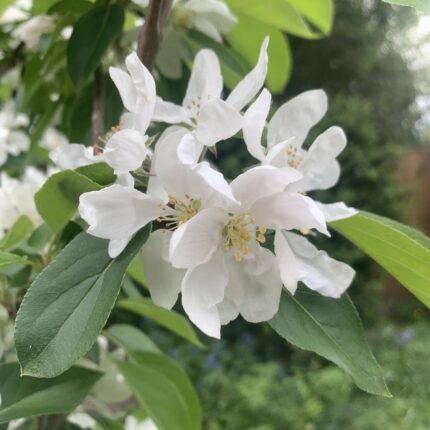 crab apple bach flower remedy