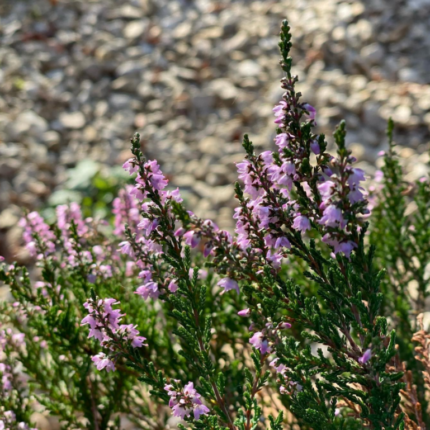 heather bach flower remedy