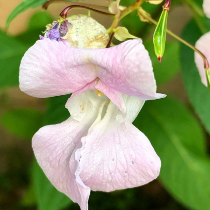 impatiens bach flower remedy