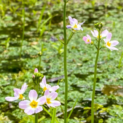 water violet bach flower remedy