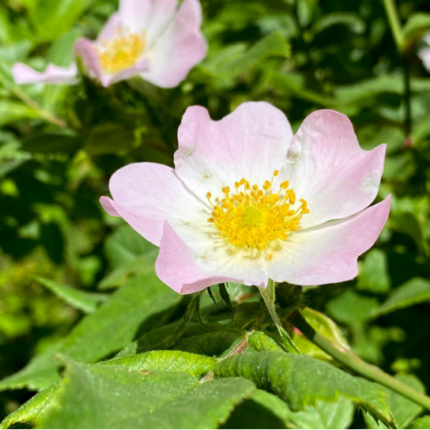 wild rose bach flower remedy