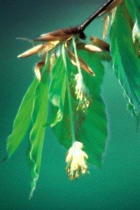beech bach flower remedy