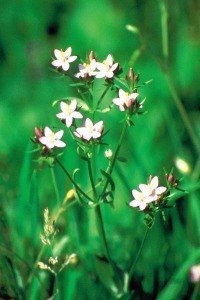 centaury bach flower remedy