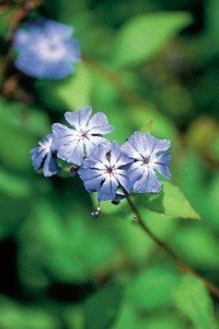 cerato bach flower remedy