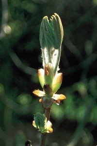chestnut bud bach flower remedy
