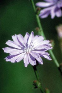 chicory bach flower remedy