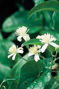 clematis bach flower remedy