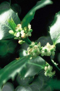 holly bach flower remedy