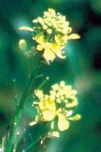 mustard bach flower remedy