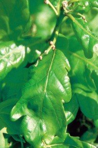 oak bach flower remedy