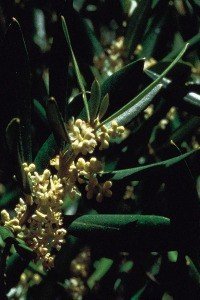 olive bach flower remedy