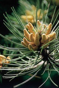 pine bach flower remedy