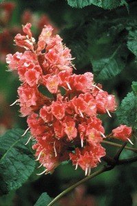 red chestnut bach flower remedy