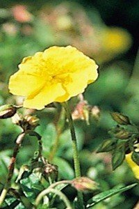 rock rose bach flower remedy