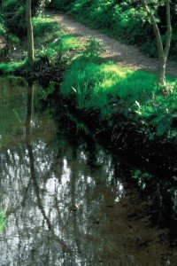 rock water bach flower remedy