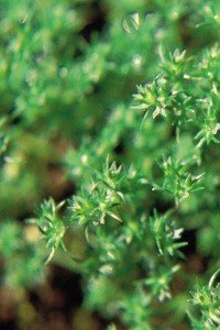 scleranthus bach flower remedy