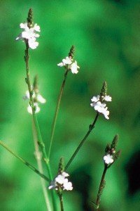 vervain bach flower remedy