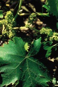 vine bach flower remedy