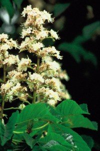 white chestnut bach flower remedy