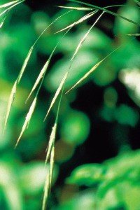 wild oat bach flower remedy