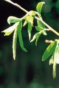 willow bach flower remedy